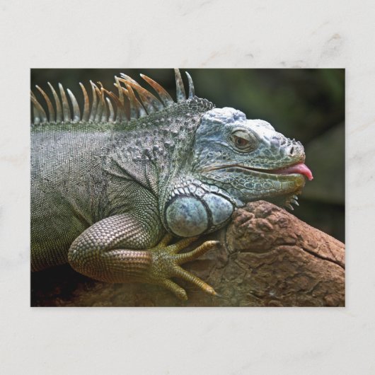 Funny Iguana Briefkaart (Voorkant)
