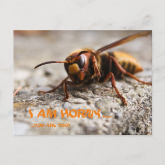 Funny insect hornet slogan postcard briefkaart