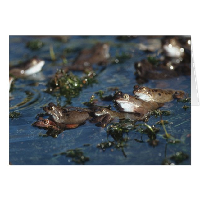 Funny kikkers (Voorkant Horizontaal)