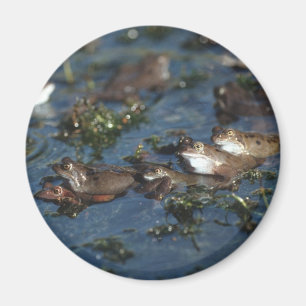 Funny kikkers magneet