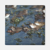 Funny kikkers magneet (Voorkant)