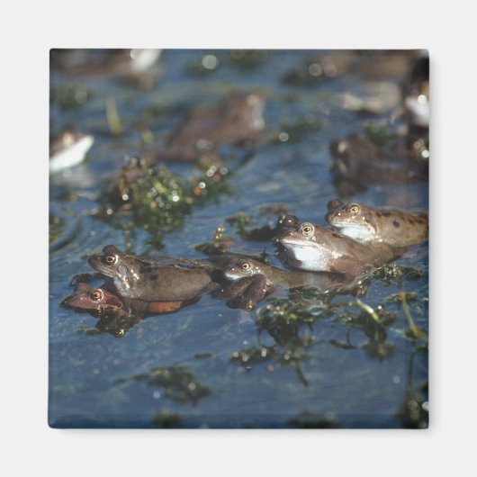 Funny kikkers magneet (Voorkant)