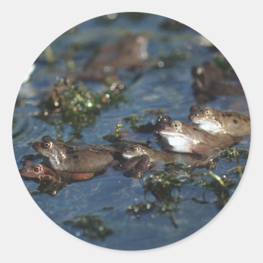 Funny kikkers ronde sticker (Voorkant)