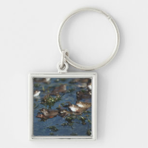 Funny kikkers sleutelhanger