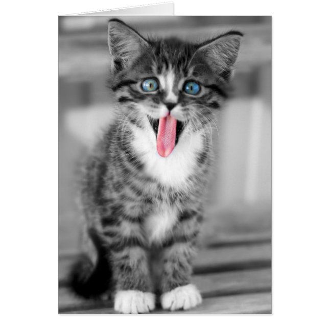 Funny Kitten (Voorkant)