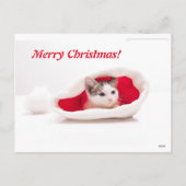 Funny kitten a cap of Santa Claus Feestdagenkaart (Achterkant)