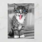 Funny Kitten Briefkaart (Voorkant)