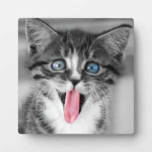 Funny Kitten Fotoplaat