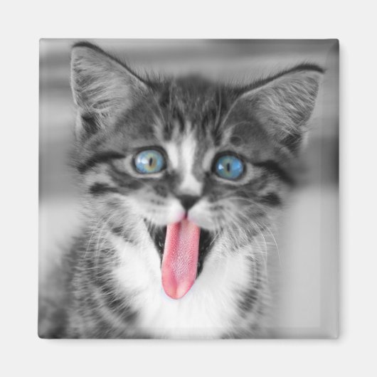 Funny Kitten Magneet (Voorkant)