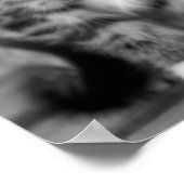 Funny Kitten Poster (Hoek)