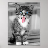 Funny Kitten Poster (Voorkant)