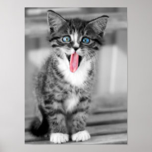Funny Kitten Poster