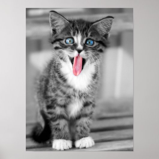 Funny Kitten Poster (Voorkant)