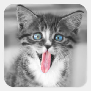 Funny Kitten Vierkante Sticker