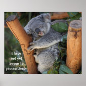 Funny Koala Beer Poster; Procrastatie Poster (Voorkant)