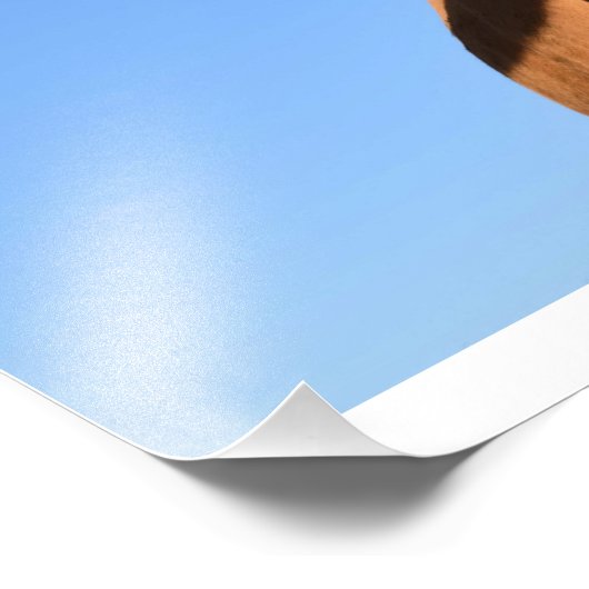 Funny Koe Foto Afdruk (Hoek)