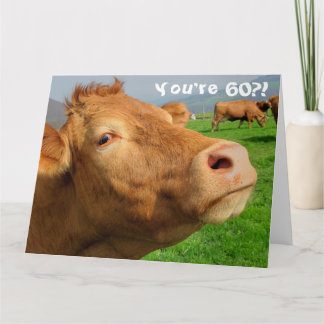 Funny Koe Happy 60th Birthday Card Kaart