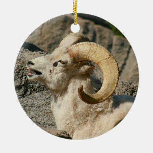 Funny Laughing Bighorn Sheep of Ram Keramisch Ornament (Achterkant)