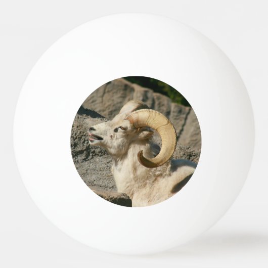 Funny Laughing Bighorn Sheep of Ram Pingpongbal (Voorkant)
