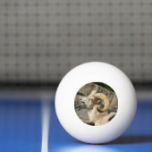 Funny Laughing Bighorn Sheep of Ram Pingpongbal (Net)
