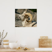 Funny Laughing Bighorn Sheep of Ram Poster (Keuken)