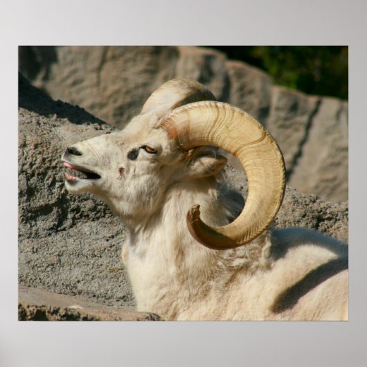 Funny Laughing Bighorn Sheep of Ram Poster (Voorkant)