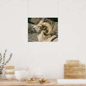 Funny Laughing Bighorn Sheep of Ram Poster (Keuken)
