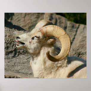 Funny Laughing Bighorn Sheep of Ram Poster