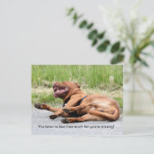 Funny Laughing Dog Briefkaart (Staand voorkant)