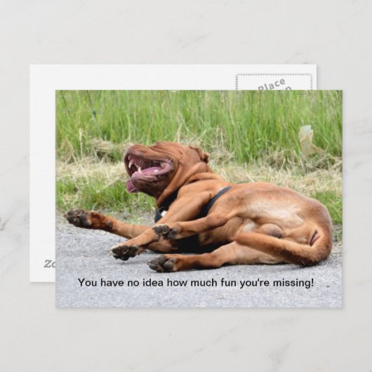 Funny Laughing Dog Briefkaart (Voorkant / Achterkant)