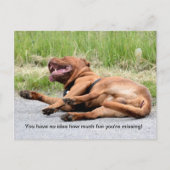 Funny Laughing Dog Briefkaart (Voorkant)