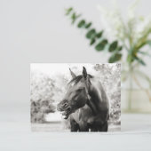 Funny Laughing Horse Briefkaart (Staand voorkant)
