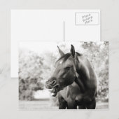 Funny Laughing Horse Briefkaart (Voorkant / Achterkant)