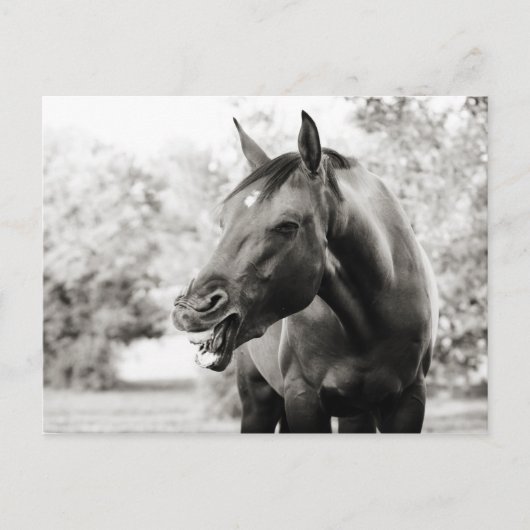 Funny Laughing Horse Briefkaart (Voorkant)
