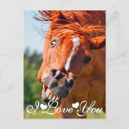 Funny Laughing Horse I Love You Briefkaart (Voorkant)