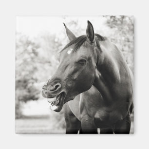 Funny Laughing Horse Magneet
