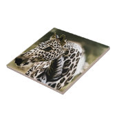 Funny Leopard Appaloosa Ceramic Tile Tegeltje (Zijkant)