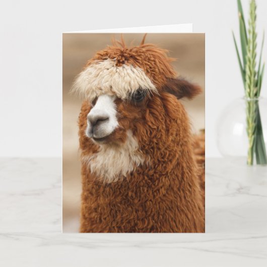 Funny Llama Birthday Kaart (Voorkant)