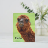 Funny Llama Briefkaart - Alle keren (Staand voorkant)