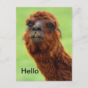 Funny Llama Briefkaart - Alle keren
