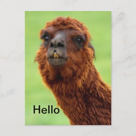 Funny Llama Briefkaart - Alle keren (Voorkant)