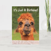 Funny Llama Wise Advice Birthday Kaart (Voorkant)