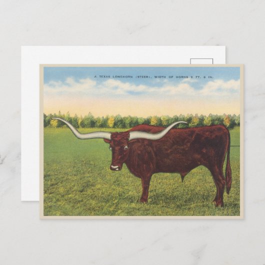 Funny Longhorn Steer Briefkaart (Voorkant / Achterkant)