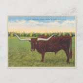 Funny Longhorn Steer Briefkaart (Voorkant)