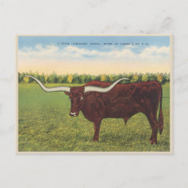 Funny  Longhorn Steer Briefkaart