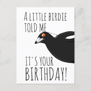 Funny magpie briefkaart