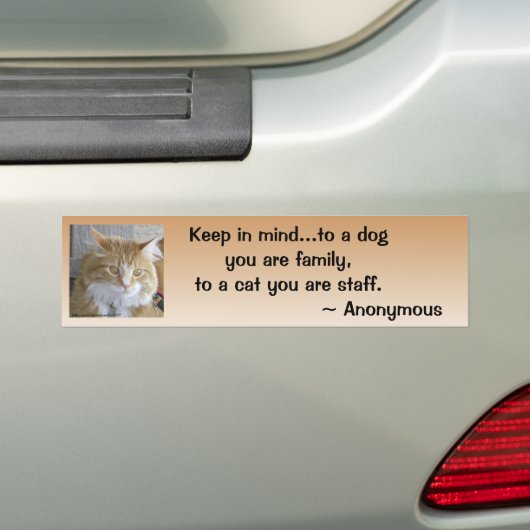 Funny Maine Coon Kitten Foto gepersonaliseerd Bumpersticker (Op auto)