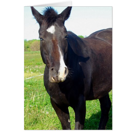 Funny Mare (Voorkant)