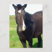 Funny Mare Briefkaart (Voorkant)