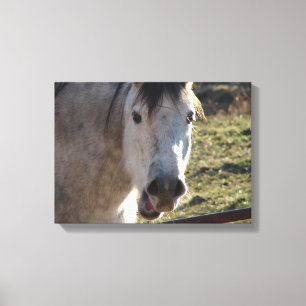 Funny Mare Canvas Afdruk
